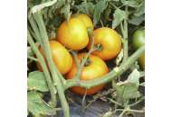 Свит Сан F1 - томат детерминантный, Lark Seeds (Ларк Сидс), США фото, цена